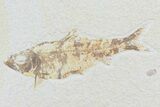 Knightia Fossil Fish - Wyoming #74108-1